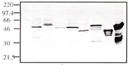All lanes : Anti-LEF1 antibody (ab28316) at 5 µg/mlLane 1 : MockLane 2 : TCF1Lane 3 : TCF4Lane 4 : Jurkat cell extractLane 5 : Full length LEF1Lane 6 : Full length LEF1 Ø HMGLane 7 : Recombinant full length LEF1 at 0.01 µgLane 8 : LEF1 amino acids 1 - 192Lane 9 : LEF1 amino acids 1 - 276