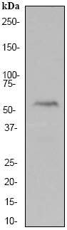 Anti-LEF1 antibody [EP2030Y] (ab53293) at 1/500000 dilution + Jurkat cell lysate at 10 µgSecondaryGoat anti-rabbit HRP labeled at 1/2000 dilution