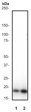 All lanes : Anti-Histone H3 (acetyl K9) antibody [Y28] (ab32129) at 1/500 dilutionLane 1 : Untreated NIH 3T3 cell lysateLane 2 : NIH 3T3 cell lysate treated with TSA