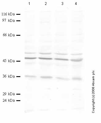 All lanes : Anti-Legumain antibody (ab47146) at 1/1000 dilutionLane 1 : Whole cell lysate prepared from Madin Darby canine kidney (MDCK) cells (treated with SF) Lane 2 : Whole cell lysate prepared from Madin Darby canine kidney (MDCK) cells (treated with TPA) Lane 3 : Whole cell lysate prepared from Madin Darby canine kidney (MDCK) cells (treated with IL1-beta) Lane 4 : Whole cell lysate prepared from Madin Darby canine kidney (MDCK) cells (treated with TNF-alpha)