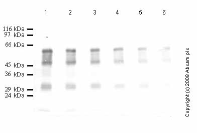 All lanes : Anti-Legumain antibody (ab47157) at 1/1000 dilutionLane 1 : Recombinant Human Legumain at 0.04 µgLane 2 : Recombinant Human Legumain at 0.02 µgLane 3 : Recombinant Human Legumain at 0.01 µgLane 4 : Recombinant Human Legumain at 0.004 µgLane 5 : Recombinant Human Legumain at 0.002 µgLane 6 : Recombinant Human Legumain at 0.001 µg