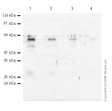 All lanes : Anti-Legumain antibody - Carboxyterminal end (ab47138) at 1/1000 dilutionLane 1 : Recombinant Human Legumain at 0.04 µgLane 2 : Recombinant Human Legumain at 0.02 µgLane 3 : Recombinant Human Legumain at 0.01 µgLane 4 : Recombinant Human Legumain at 0.004 µg
