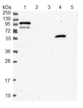 All lanes : Anti-LEKR1 antibody (ab122866) at 1/250 dilutionLane 1 : RT-4 cell lysateLane 2 : U-251 MG cell lysateLane 3 : Human plasma lysateLane 4 : Human liver tissue lysateLane 5 : Human tonsil tissue lysatedeveloped using the ECL technique