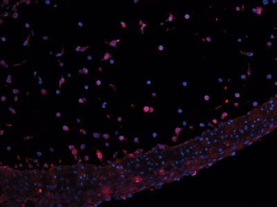 ab9749 staining Leptin in murine cecum tissue section by Immunohistochemistry (Formalin/PFA fixed paraffin-embedded sections). Tissue underwent heat mediated antigen retrieval in 100mM citric acid. The primary antibody was used at 0.20 ug/ml and incubated with sample at 4°C overnight. A cyanine-3 conjugated donkey polyclonal to rabbit was used as secondary.