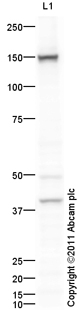 Anti-Leptin Receptor antibody (ab104403) at 1 µg/ml + HepG2 (Human hepatocellular liver carcinoma cell line) Whole Cell Lysate at 10 µgSecondaryGoat Anti-Rabbit IgG H&L (HRP) preadsorbed (ab97080) at 1/5000 dilutiondeveloped using the ECL techniquePerformed under reducing conditions.