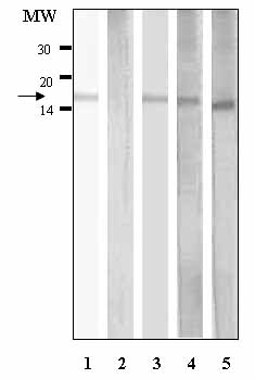 All lanes : Anti-Histone H3 (acetyl K9, phospho S10) antibody - ChIP Grade (ab12181)Lane 1 : Whole cell extract of NIH3T3 cellsLane 2 : Whole cell extract of NIH3T3 cells with [Ac-Lys9, pSer10] Histone H3 peptide Lane 3 : Whole cell extract of NIH3T3 cells with [non-Ac, non-phos] Histone H3 peptideLane 4 : Whole cell extract of NIH3T3 cells with [Ac-Lys9] Histone H3 peptide Lane 5 : Whole cell extract of NIH3T3 cells with [pSer10] Histone H3 peptide SecondaryAlkaline phosphatase conjugated Goat anti-Rabbit developed with a colorimetric substrateObserved band size : 17 kDa (why is the actual band size different from the predicted?)
