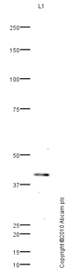 Anti-Leukotriene B4 Receptor 2 antibody (ab84600) at 1 µg/ml + Brain (Human) Tissue Lysate - adult normal tissue (ab29466) at 10 µgSecondaryGoat polyclonal to Rabbit IgG - H&L - Pre-Adsorbed (HRP) at 1/3000 dilutiondeveloped using the ECL techniquePerformed under reducing conditions.