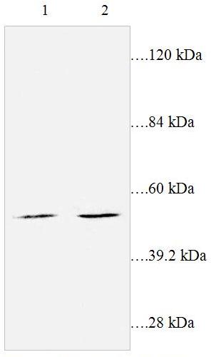 All lanes : Anti-Leukotriene B4 Receptor 2 antibody (ab87537) at 1/2000 dilutionLane 1 : ECL cell lysateLane 2 : ECL cell lysateLysates/proteins at 50 µg per lane.
