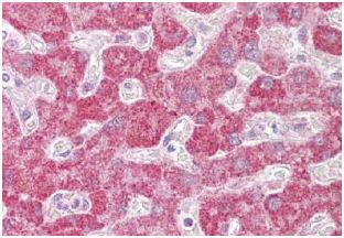 ab129337 at 10 µg/ml staining Leukotriene B4 Receptor in Formalin-Fixed, Paraffin-Embedded Human Liver tissue by immunohistochemistry.