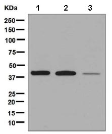 All lanes : Anti-Leukotriene B4 Receptor antibody [EPR7113] (ab131041) at 1/10000 dilutionLane 1 : Human thymus lysateLane 2 : Human fetal lung lysateLane 3 : A549 cell lysateLysates/proteins at 10 µg per lane.SecondaryHRP labelled goat anti-rabbit at 1/2000 dilution