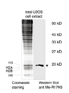 Total U2OS cell extract was western blotted using the anti-Me-R17H3 antibody. The asterisk indicates methylated histone H3. The left panel shows presence of core histones (indicated on the left) by Coomassie Blue staining. Molecular weights are indicated on the right.
