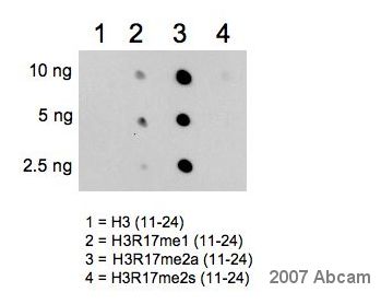 A dot blot was performed using unmodified peptide (lane 1), Histone H3 mono methyl R17 peptide (lane 2), Histone H3 asymmetric di methyl R17 peptide (lane 3) and Histone H3 symmetric di methyl R17 peptide (lane 4). The dot blot indicates that ab8284 is specific to Histone H3 asymmetric di methyl R17.