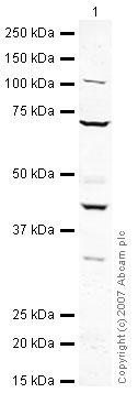 Anti-LHX6 antibody (ab45983) at 1 µg/ml + Brain (Human) Tissue Lysate - adult normal tissue (ab29466) at 10 µgSecondaryIRDye 680 Conjugated Goat Anti-Rabbit IgG (H+L) at 1/10000 dilution