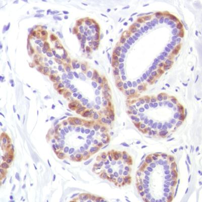 Immunohistochemical analysis of Human breast tissue labeling LI Cadherin using ab183318 at a 1/100 dilution