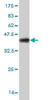 Western blot against tagged recombinant protein immunogen using ab56819 LIAS antibody at 1ug/ml.