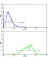Flow cytometric analysis of CEM cells using ab135629 at 1/10 dilution staining LIF (bottom histogram) compared to a negative control cell (top histogram). FITC-conjugated goat-anti-rabbit secondary antibodies were used for the analysis.