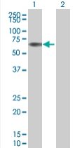 All lanes : Anti-LILRA2 antibody (ab67116) at 1/500 dilutionLane 1 : LILRA2 transfected 293T cell lysateLane 2 : Non-transfected 293T cell lysateLysates/proteins at 25 µg per lane.SecondaryGoat anti-mouse IgG (H&L)-HRP conjugate at 1/2500 dilution