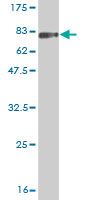 Western blot against tagged recombinant protein immunogen using ab56827 LILRA3 antibody at 1ug/ml.