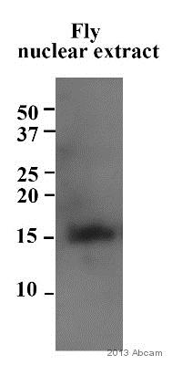 Anti-Histone H3 (citrulline R2 + R8 + R17) antibody - ChIP Grade (ab5103) at 1/1000 dilution + Fruit fly (Drosophila melanogaster) tissue lysate - nuclear at 5 µgSecondaryHRP-conjugated Goat anti-rabbit IgG polyclonal at 1/1000 dilutiondeveloped using the ECL techniquePerformed under reducing conditions.