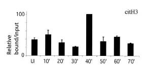Chromatin immunoprecipitation using ab5103 on the pS2 promoter. Times are after stimulation by estrogen (Ul).