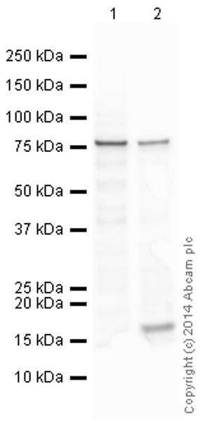 All lanes : Anti-Histone H3 (citrulline R2) antibody (ab174992) at 1 µg/mlLane 1 : HL60 (Human promyelocytic leukemia cell line) Whole Cell LysateLane 2 : HL60 (Human Caucasian promyelocytic leukaemia) DMSO and Calcium Lonophore treated Whole Cell LysateLysates/proteins at 10 µg per lane.SecondaryGoat Anti-Rabbit IgG H&L (HRP) (ab97051) at 1/50000 dilutiondeveloped using the ECL techniquePerformed under reducing conditions.