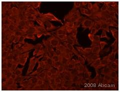 Human Embryonic stem cells were fixed in PFA and then incubated with the primary antibody ab46020 (1:1000) diluted in 2% BSA for 16 hours at 4C. Cells where then washed and incubated with a Cy3 conjugated goat anti-rabbit polyclonal antibody (1:400). Cells where then washed and visualised.