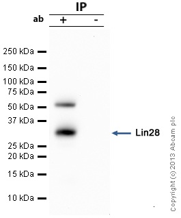 Lin28 was immunoprecipitated using 0.5mg E14Tg2a whole cell extract, 5µg of Rabbit polyclonal to Lin28 and 50µl of protein G magnetic beads (+). No antibody was added to the control (-).The antibody was incubated under agitation with Protein G beads for 10min, E14Tg2a whole cell extract lysate diluted in RIPA buffer was added to each sample and incubated for a further 10min under agitation.Proteins were eluted by addition of 40µl SDS loading buffer and incubated for 10min at 70oC; 10µl of each sample was separated on a SDS PAGE gel, transferred to a nitrocellulose membrane, blocked with 5% BSA and probed with ab63740.Secondary: Clean blot (HRP conjugate) at 1/1000 dilution.Band: 30kDa: Lin28.