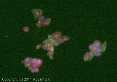 ICC/IF image of ab75483 stained MES cells. The cells were 4% formaldehyde fixed (10 min) and then incubated in 1%BSA / 10% normal goat serum / 0.3M glycine in 0.1% PBS-Tween for 1h to permeabilise the cells and block non-specific protein-protein interactions. The cells were then incubated with the antibody (ab75483, 5µg/ml) overnight at +4°C. The secondary antibody (green) was ab96879, DyLight® 488 goat anti-mouse IgG (H+L) used at a 1/250 dilution for 1h. Alexa Fluor® 594 WGA was used to label plasma membranes (red) at a 1/200 dilution for 1h. DAPI was used to stain the cell nuclei (blue) at a concentration of 1.43µM.