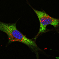 ab76369 at 1/2000 dillution staining Lin28 in NTERA-2 cells by Immunocytochemistry/ Immunofluorescence. The green color in image show positive staining with primary antibody while nuclei were stained blue with DRAQ5 fluorescent DNA dye.