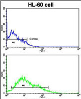 Overlay histogram showing HL-60 cells stained with ab115698 (green line). The cells were fixed with paraformaldehyde and then permeabilized with 90% methanol for 10 min. The cells were then incubated in 3% BSA to block non-specific protein-protein interactions followed by the antibody (ab115698, 1µg/1x106 cells) for 60 min at 37ºC. The secondary antibody used was FITC conjugated goat anti-rabbit IgG at 1/200 dilution for 40 min at room temperature. Blank control (blue line) was used under the same conditions. Acquisition of >10,000 events was performed.