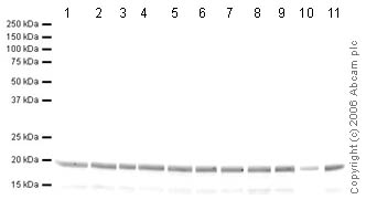 All lanes : Anti-Histone H3 (di methyl K27) antibody - ChIP Grade (ab24684) at 1 µg/mlLane 1 : Calf thymus histone lysateLane 2 : Calf thymus histone lysate with Human Histone H3 peptide (ab17163) at 0.5 µg/mlLane 3 : Calf thymus histone lysate with Human Histone H3 (mono methyl K4) peptide (ab1340) at 0.5 µg/mlLane 4 : Calf thymus histone lysate with Human Histone H3 (di methyl K4) peptide (ab7768) at 0.5 µg/mlLane 5 : Calf thymus histone lysate with Human Histone H3 (tri methyl K4) peptide (ab1342) at 0.5 µg/mlLane 6 : Calf thymus histone lysate with Human Histone H3 (mono methyl K9) peptide (ab1771) at 0.5 µg/mlLane 7 : Calf thymus histone lysate with Human Histone H3 (di methyl K9) peptide (ab1772) at 0.5 µg/mlLane 8 : Calf thymus histone lysate with Human Histone H3 (tri methyl K9) peptide (ab1773) at 0.5 µg/mlLane 9 : Calf thymus histone lysate with Human Histone H3 (mono methyl K27) peptide (ab1780) at 0.5 µg/mlLane 10 : Calf thymus histone lysate with Human Histone H3 (di methy