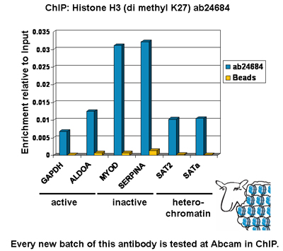 Chromatin was prepared from Hela cells according to the Abcam X-ChIP protocol. Cells were fixed with formaldehyde for 10min. The  ChIP was performed with 25µg of chromatin, 2µg of  ab24684 (blue), and 20µl of Protein A/G sepharose beads. No antibody was added to the beads control (yellow). The immunoprecipitated DNA was quantified by real time PCR (Taqman approach for active and inactive loci, Sybr green approach for heterochromatic loci). Primers and probes are located in the first kb of the transcribed region. 