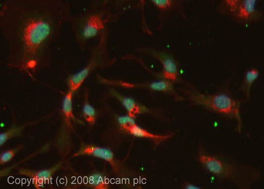 ICC/IF image of ab62329 stained HepG2 cells. The cells were fixed with 100% methanol (5 min) and then incubated in 1%BSA / 10% normal Goat serum / 0.3M glycine in 0.1% PBS-Tween for 1h to permeabilise the cells and block non-specific protein-protein interactions. The cells were then incubated with the antibody (ab62329, 5µg/ml) overnight at +4°C. The secondary antibody (green) was Alexa Fluor® 488 Goat anti-Rabbit IgG (H+L) used at a 1/1000 dilution for 1h. Alexa Fluor® 594 WGA was used to label plasma membranes (red) at a 1/200 dilution for 1h. DAPI was used to stain the cell nuclei (blue).