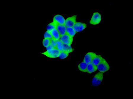 Immunofluorescent analysis of 293T cells labeling LINGO3 with ab169772 at 1/250 dilution (green). DAPI nuclear staining (blue).