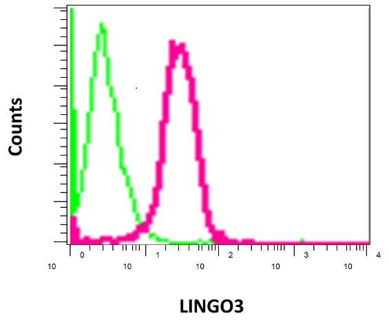Flow cytometry analysis of permeabilized SH-SY5Y cells labeling LINGO3 with ab169772 at 1/100 dilution (red) compared to a rabbit IgG negative control (green).