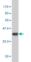 Western blot against tagged recombinant protein immunogen using ab56351 LIPF antibody at 1ug/ml.