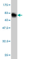 Western blot against tagged recombinant protein immunogen using ab56493 LIPG antibody at 1ug/ml. 