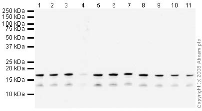 All lanes : Anti-Histone H3 (di methyl K36) antibody - ChIP Grade (ab9049) at 1 µg/mlLane 1 : Calf Thymus Histone Preparation Nuclear LysateLane 2 : Calf Thymus Histone Preparation Nuclear Lysate with Histone H3 peptide (ab41430) at 0.5 µg/mlLane 3 : Calf Thymus Histone Preparation Nuclear Lysate with Human Histone H3 (mono methyl K36) peptide (ab1783) at 0.5 µg/mlLane 4 : Calf Thymus Histone Preparation Nuclear Lysate with Human Histone H3 (di methyl K36) peptide (ab1784) at 0.5 µg/mlLane 5 : Calf Thymus Histone Preparation Nuclear Lysate with Human Histone H3 (tri methyl K36) peptide (ab1785) at 0.5 µg/mlLane 6 : Calf Thymus Histone Preparation Nuclear Lysate with Human Histone H3 (mono methyl K9) peptide (ab1771) at 0.5 µg/mlLane 7 : Calf Thymus Histone Preparation Nuclear Lysate with Human Histone H3 (di methyl K9) peptide (ab1772) at 0.5 µg/mlLane 8 : Calf Thymus Histone Preparation Nuclear Lysate with Human Histone H3 (tri methyl K9) peptide (ab1773) at 0.5 µg/mlLane 9 : Calf Thy