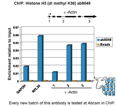 Chromatin was prepared from Hela cells according to the Abcam X-ChIP protocol. Cells were fixed with formaldehyde for 10 min. The  ChIP was performed with 25 µg of chromatin, 2 µg of  ab9049(blue), and 20 µl of Protein A/G sepharose beads. No antibody was added to the beads control (yellow). The immunoprecipitated DNA was quantified on the GAPDH and RPL30 (active) promoters and over the g-Actin gene (active). Schematic diagram of the g-Actin gene is shown on the top of the figure. Black boxes represent exons and thin lines represent introns. PCR products are depicted as bars under the gene.