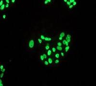 Immunofluorescent staining of HepG2 cells using ab92316 at 1/100 dilution.