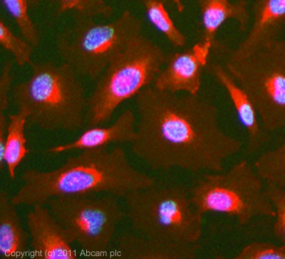 ICC/IF image of ab70159 stained Hela cells. The cells were 100% methanol fixed (5 min) and then incubated in 1%BSA / 10% normal goat serum / 0.3M glycine in 0.1% PBS-Tween for 1h to permeabilise the cells and block non-specific protein-protein interactions. The cells were then incubated with the antibody (ab70159, 5µg/ml) overnight at +4°C. The secondary antibody (green) was ab96899 Dylight® 488 goat anti-rabbit IgG (H+L) used at a 1/250 dilution for 1h. Alexa Fluor® 594 WGA was used to label plasma membranes (red) at a 1/200 dilution for 1h. DAPI was used to stain the cell nuclei (blue) at a concentration of 1.43µM.