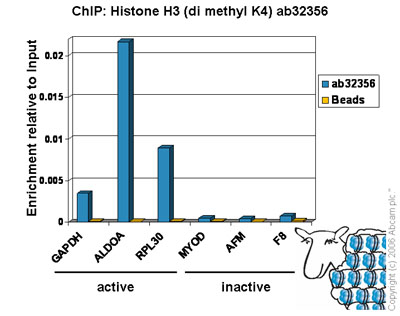Chromatin was prepared from Hela cells according to the Abcam X-ChIP protocol. Cells were fixed with formaldehyde for 10min. The  ChIP was performed with 25µg of chromatin, 8µl of ab32356 (blue), and 20µl of Protein A/G sepharose beads. No antibody was added to the beads control (yellow). The immunoprecipitated DNA was quantified by real time PCR (Taqman approach). Primers and probes are located in the first kb of the transcribed region. 
