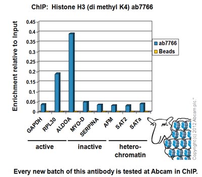 Chromatin was prepared from HeLa cells according to the Abcam X-ChIP protocol. Cells were fixed with formaldehyde for 10 minutes. The ChIP was performed with 25µg of chromatin, 2µg of ab7766 (blue), and 20µl of Protein A/G sepharose beads. No antibody was added to the beads control (yellow). The immunoprecipitated DNA was quantified by real time PCR (Taqman approach for active and inactive loci, Sybr green approach for heterochromatic loci). Primers and probes are located in the first kb of the transcribed region.