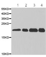All lanes : Anti-LITAF antibody (ab187533) at 1/500 dilutionLane 1 : K562 cell line extractLane 2 : HeLa cell line extractLane 3 : HepG2 cell line extractLane 4 : BT474 cell line extract