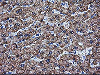 ab117989, at 1/50 dilution, staining liver Arginase in paraffin-embedded Human liver tissue by Immunohistochemistry.