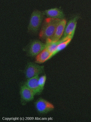 ICC/IF image of ab76812 stained MCF7 cells. The cells were 4% PFA fixed (10 min) and then incubated in 1%BSA / 10% normal goat serum / 0.3M glycine in 0.1% PBS-Tween for 1h to permeabilise the cells and block non-specific protein-protein interactions. The cells were then incubated with the antibody (ab76812, 5µg/ml) overnight at +4°C. The secondary antibody (green) was Alexa Fluor® 488 goat anti-rabbit IgG (H+L) used at a 1/1000 dilution for 1h. Alexa Fluor® 594 WGA was used to label plasma membranes (red) at a 1/200 dilution for 1h. DAPI was used to stain the cell nuclei (blue) at a concentration of 1.43µM.
