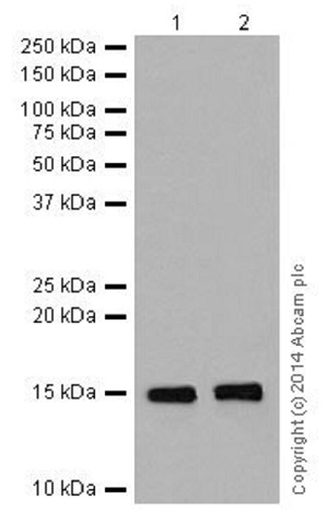 All lanes : Anti-Histone H3 (di methyl K79) antibody [EPR17467] (ab177184) at 1/2500 dilutionLane 1 : HeLa (Human epithelial cells from cervix adenocarcinoma) whole cell lysateLane 2 : NIH/3T3 (Mouse embyro fibroblast cells) whole cell lysateLysates/proteins at 20 µg per lane.SecondaryGoat Anti-Rabbit IgG, (H+L), Peroxidase conjugated at 1/1000 dilution