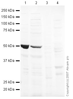 All lanes : Anti-LMX1A antibody (ab31006) at 1 µg/mlLane 1 : Brain (Mouse) Tissue Lysate - normal tissue, 0 days old (ab7188)Lane 2 : Jurkat (Human T cell lymphoblast-like cell line) Whole Cell Lysate (ab7899)Lane 3 : Liver (Mouse) Tissue Lysate - normal tissue Lane 4 : Heart (Mouse) Tissue Lysate Lysates/proteins at 20 µg per lane.SecondaryIRDye 680 Conjugated Goat Anti-Rabbit IgG (H+L) at 1/10000 dilutionPerformed under reducing conditions.