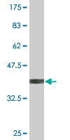 Anti-Lnx1 antibody (ab76716) at 5 µg/ml + immunogen at 0.2 µgSecondaryGoat Anti-Mouse IgG (H&L)-HRP Conjugate at 1/5000 dilution