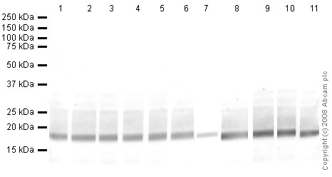 All lanes : Anti-Histone H3 (di methyl K9) antibody [mAbcam 62168] (HRP) (ab62168) at 1/20000 dilutionLane 1 : Calf Thymus Histone Preparation Nuclear Lysate Lane 2 : Calf Thymus Histone Preparation Nuclear Lysate with Human Histone H3 (unmodified ) peptide (ab2903) at 2.5 µg/mlLane 3 : Calf Thymus Histone Preparation Nuclear Lysate with Human Histone H3 (mono methyl K4) peptide (ab1340) at 2.5 µg/mlLane 4 : Calf Thymus Histone Preparation Nuclear Lysate with Human Histone H3 (di methyl K4) peptide (ab7768) at 2.5 µg/mlLane 5 : Calf Thymus Histone Preparation Nuclear Lysate with Human Histone H3 (tri methyl K4) peptide (ab1342) at 2.5 µg/mlLane 6 : Calf Thymus Histone Preparation Nuclear Lysate with Human Histone H3 (mono methyl K9) peptide (ab1771) at 2.5 µg/mlLane 7 : Calf Thymus Histone Preparation Nuclear Lysate with Human Histone H3 (di methyl K9) peptide (ab1772) at 2.5 µg/mlLane 8 : Calf Thymus Histone Preparation Nuclear Lysate with Human Histone H3 (tri methyl K9) peptide (ab1